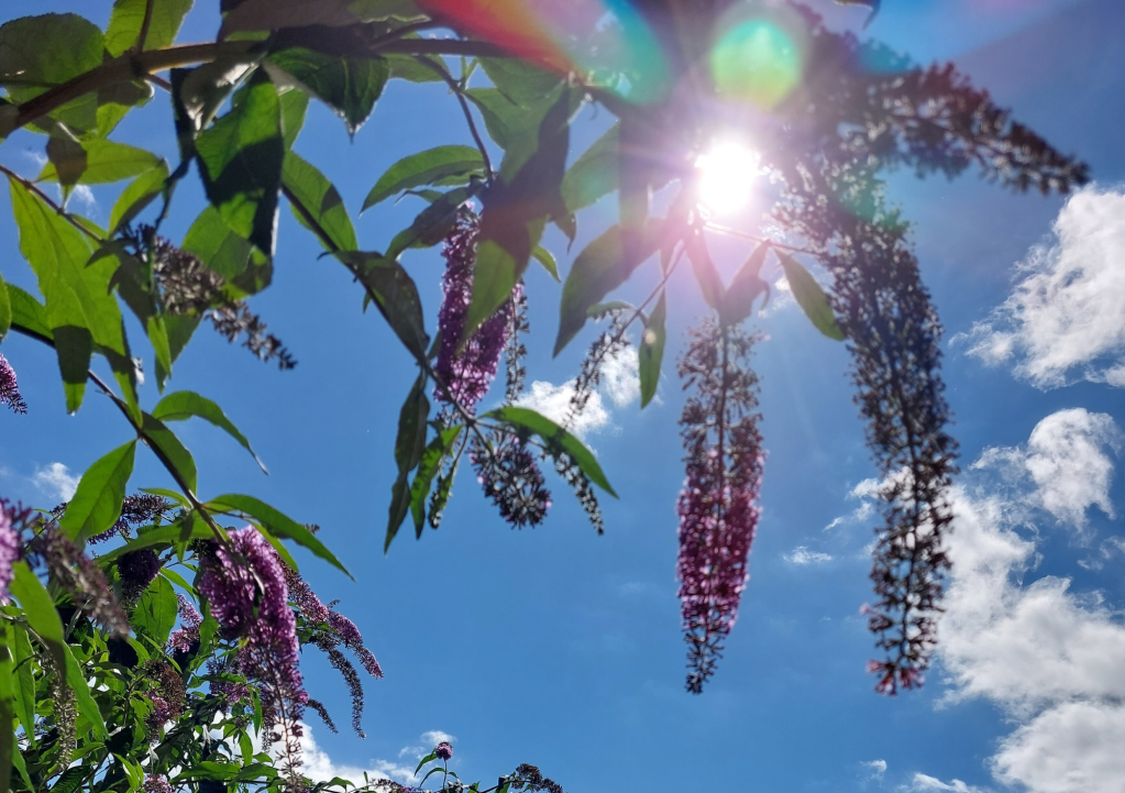 Experience the power of reiki healing to balance your energy and help you shine your light.