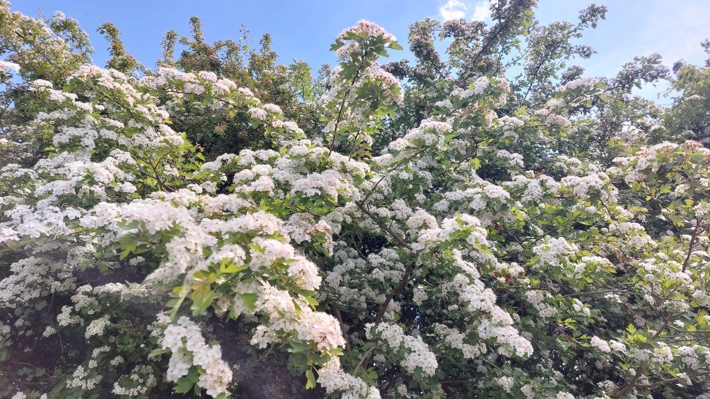 Relax in the comfort of your own home whilst I transmit Reiki healing to you.