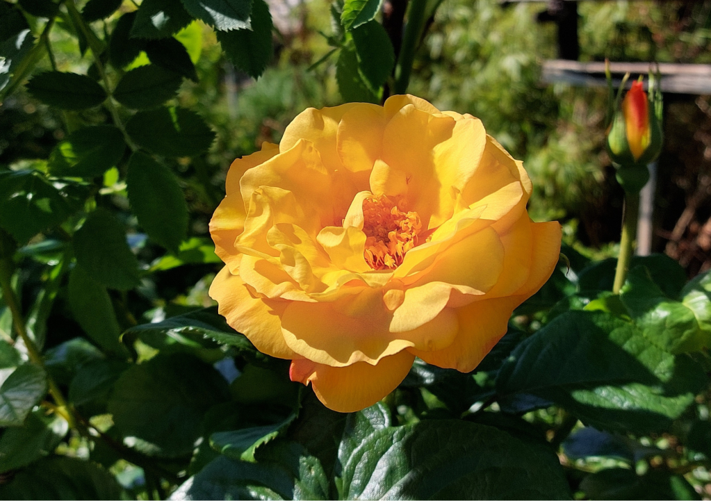 Discover the healing power of reiki for only £20.